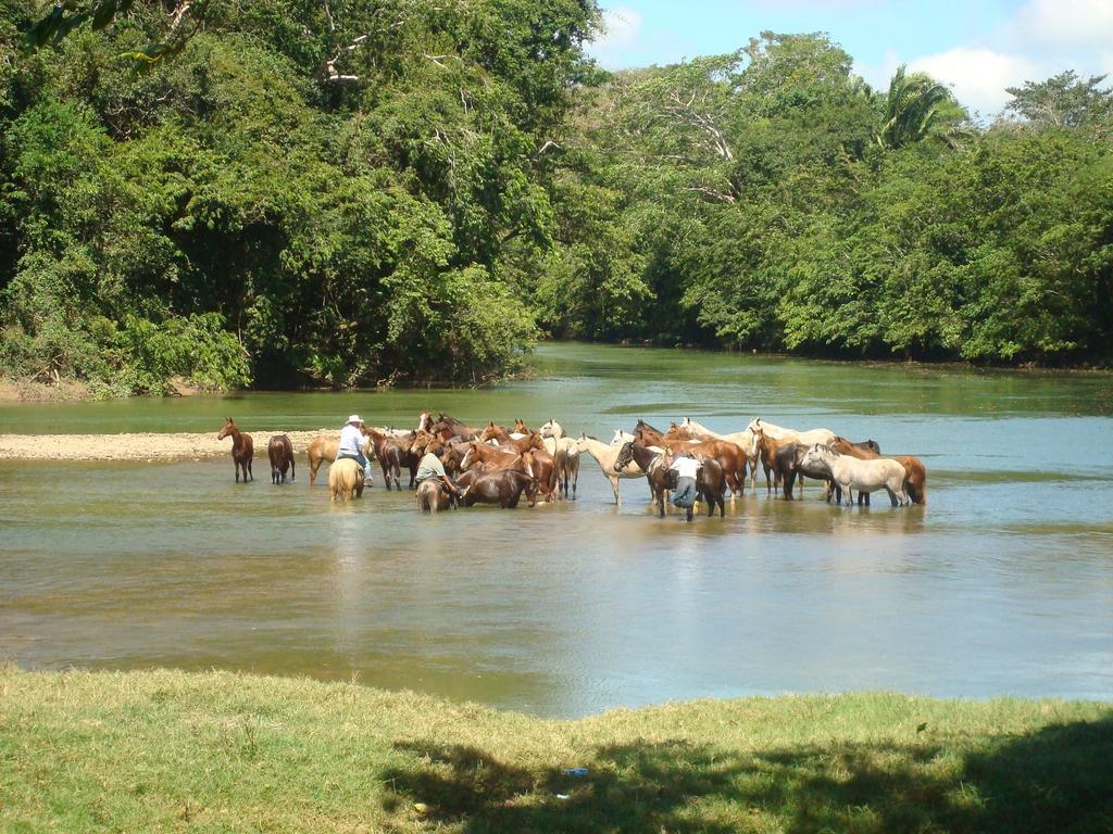 בלמופן Banana Bank Lodge & Jungle Horseback Adventures מראה חיצוני תמונה