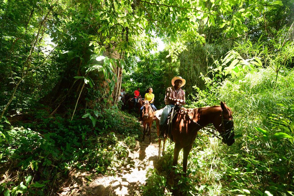 בלמופן Banana Bank Lodge & Jungle Horseback Adventures מראה חיצוני תמונה